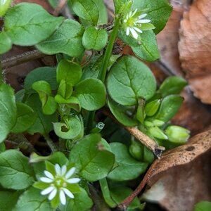 Meet your Posher, Stellaria